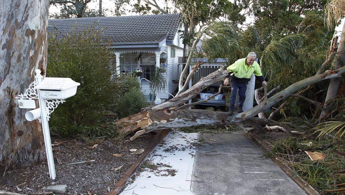 ILLAWARRA: At the Dapto home of Alma Campbell, 83, a neighbour surveys the damage done by a fallen gum tree in wild weather early in the week.