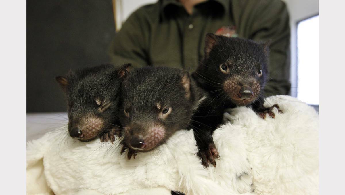 GOSFORD: Three baby Tasmanian devils were born at the Australian Reptile Park in Gosford. Picture: Max Mason-Hubers