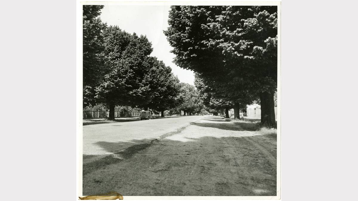 Smollett Street avenue of trees. Botanic Gardens timber and wire fence at left. Corner entrance to Albury Sportsground at right. Picture: ALBURYCITY COLLECTION