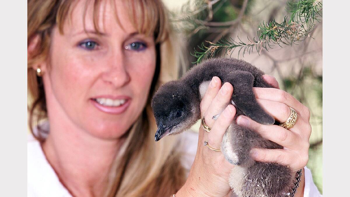 Manager Jane Cartwright with a new baby fairy penguin at the Ettamogah Wildlife Sanctuary. Picture: SIMON DALLINGER