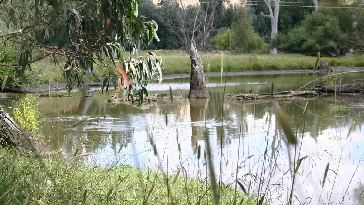 More than 70 species of birds have made their home at the Tumut wetlands.