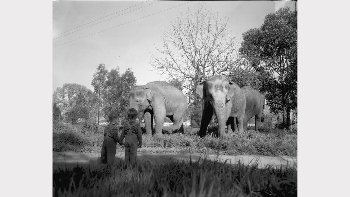 Bullen's Circus elephants grazing at Noreuil Park in the spring of 1961.