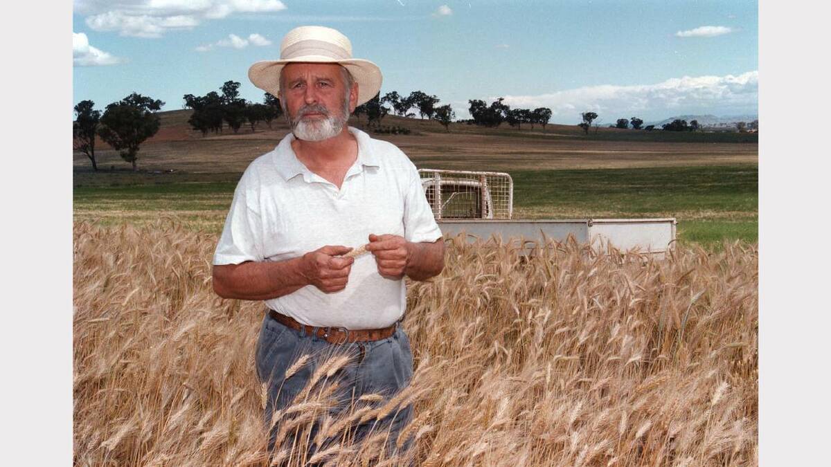Bill Brennan in his wheat crop at Brocklesby. Picture: DI THOMAS