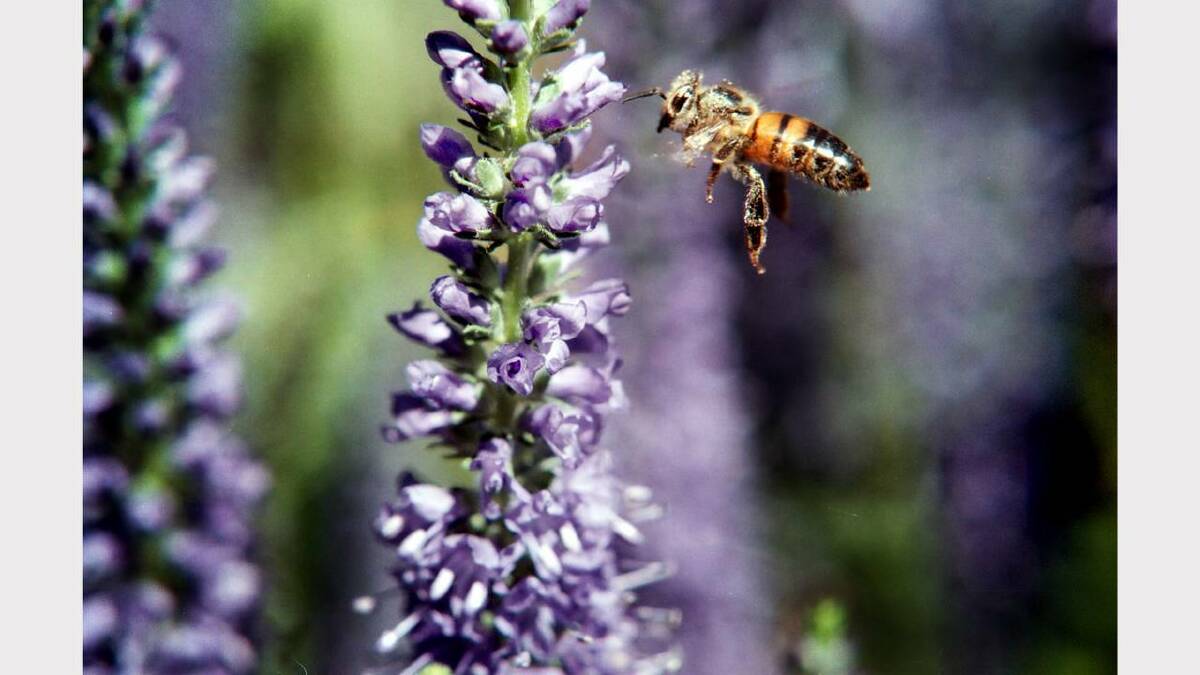 A worker bee collects pollen from a budding salvia at Kergunyah. Picture: MARK CALLEJA