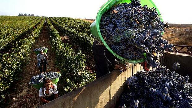 The most dangerous wine terroir on earth: Lebanon's Bekaa Valley. Photo: AFP