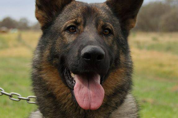 Police dog Mojo has died in the line of duty.