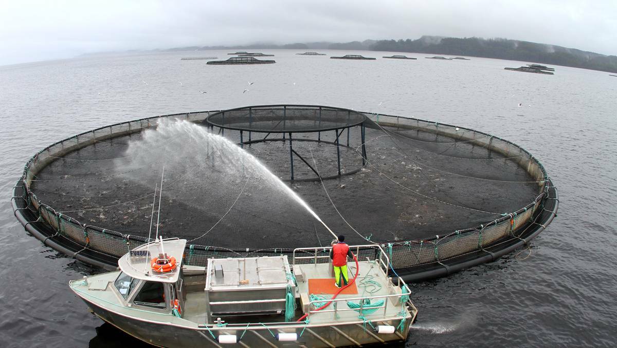 The salmon industry is the state's standout sector - as indicated through the Department of Primary Industries, Parks, Water and Environment's recent food production scorecard report. Picture: The Advocate
