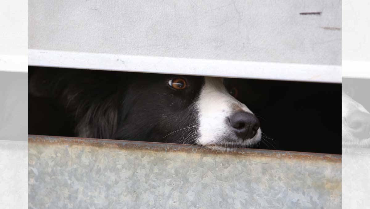 A border collie ready to compete at the  Australian Sheep and Wool Show Sheep Dog Trials. Picture: Peter Weaving, Bendigo Advertiser