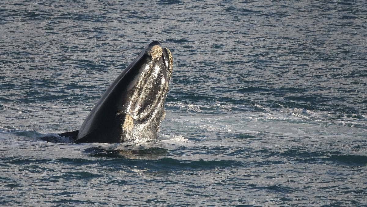 A southern right whale calf delights onlookers with its playful antics off Logans Beach yesterday. Picture: Warrnambool Standard