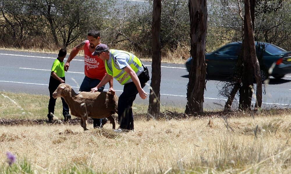 A police officer and volunteer muster a runaway sheep away from the freeway. PICTURE: Peter Merkesteyn.