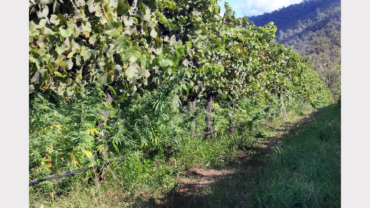 Under neglected vines in a sleepy King Valley town, grew one of the region's biggest cannabis crops. PICTURES: Peter Merkesteyn.