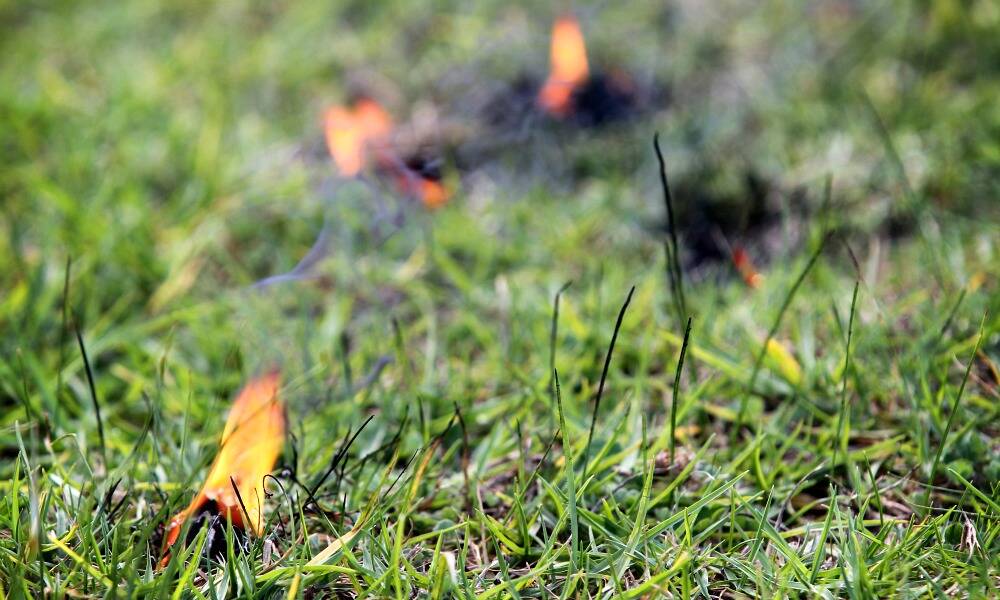 Grazing helps to cut fire threat