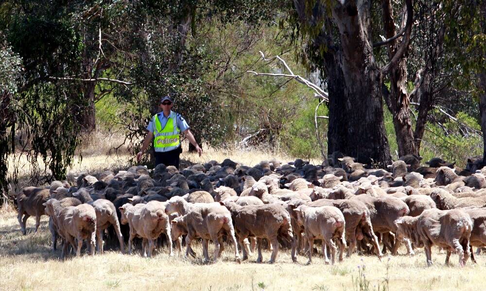 Sheep that survived were mustered to a nearby paddock. PICTURE: Peter Merkesteyn.