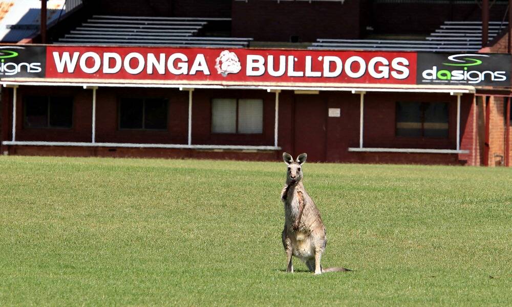 The kangaroo takes to the field at Martin Park.