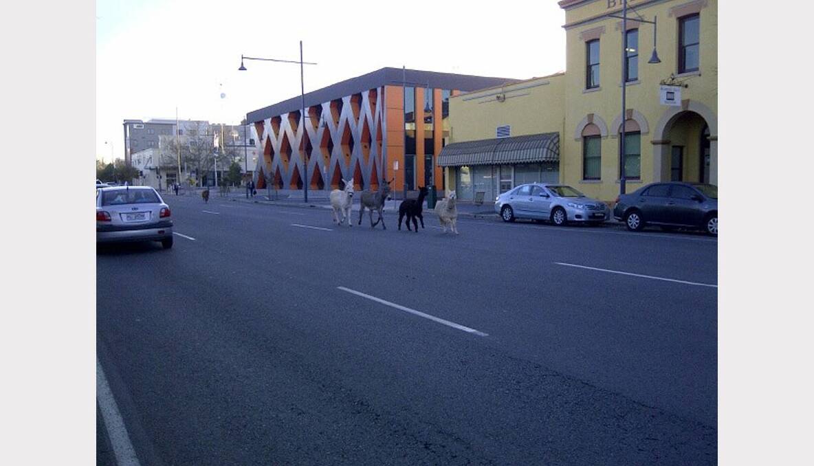A Border Mail reader took this photo of the runaway animals.