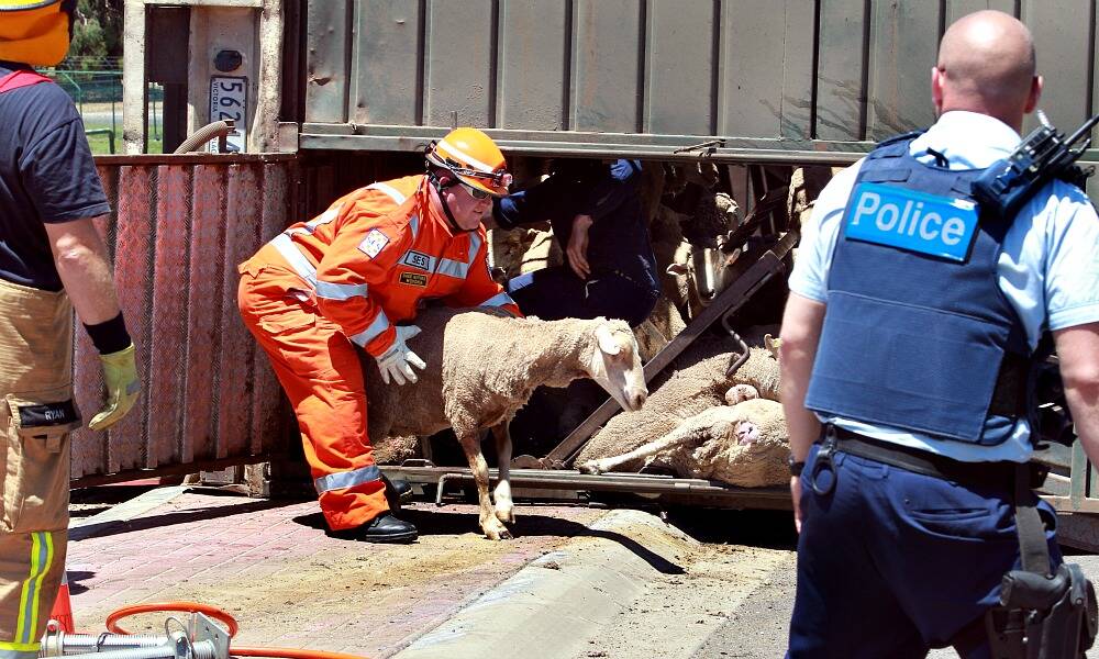 An SES volunteer ushers trapped sheep from the rolled truck.