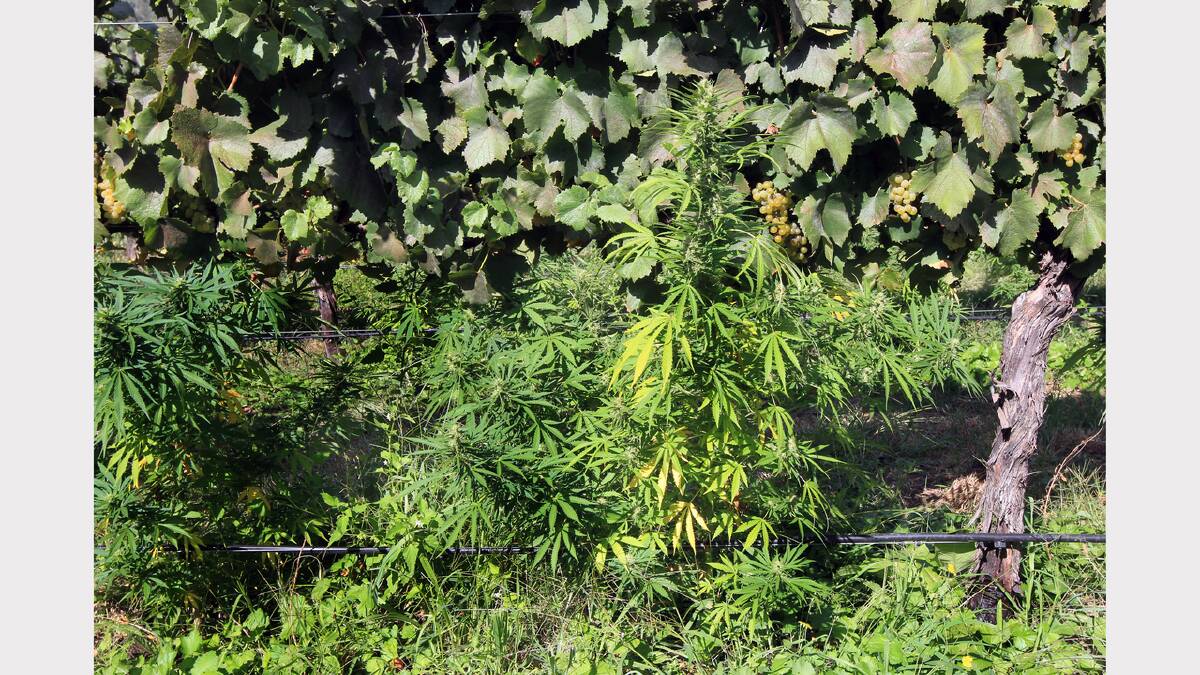 Under neglected vines in a sleepy King Valley town, grew one of the region's biggest cannabis crops. PICTURES: Peter Merkesteyn.