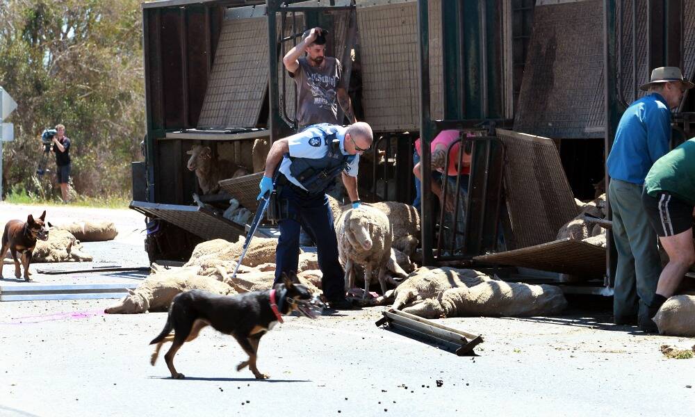 Sheep spill: Truckie rescued driver