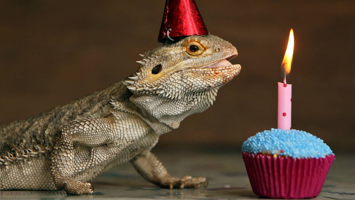 Daphna the lizard at the sanctuary's 40th birthday celebrations in 2010.