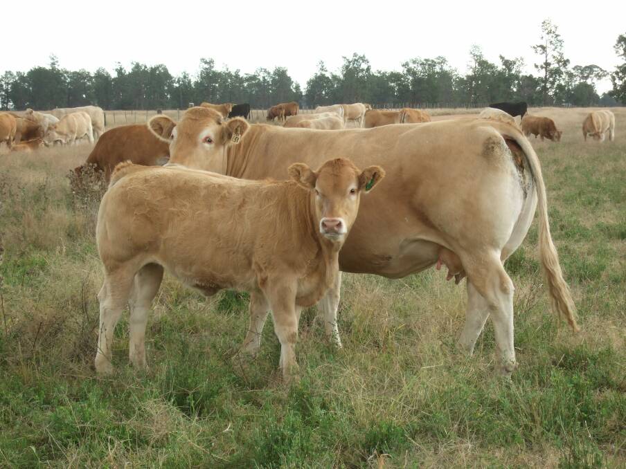 These cattle have been assessed by Peter Chilcott as having high quality components of tenderness, on-time fertility and palateability.