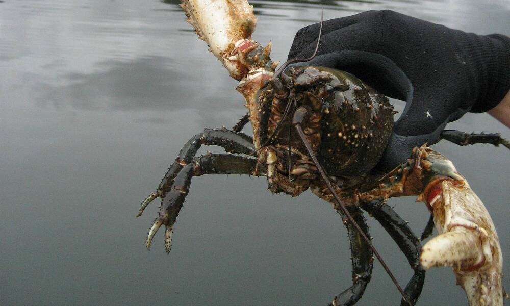 Tough new rules to save Murray crayfish