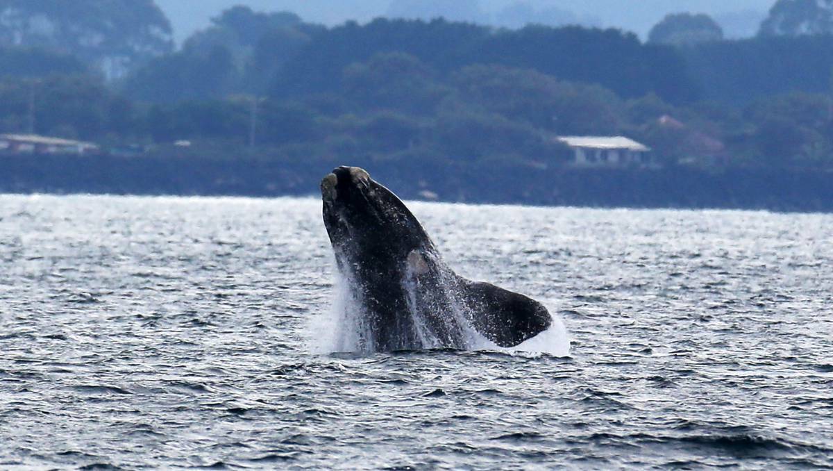 Whales impressed onlookers in Portland this week. Picture: The Standard