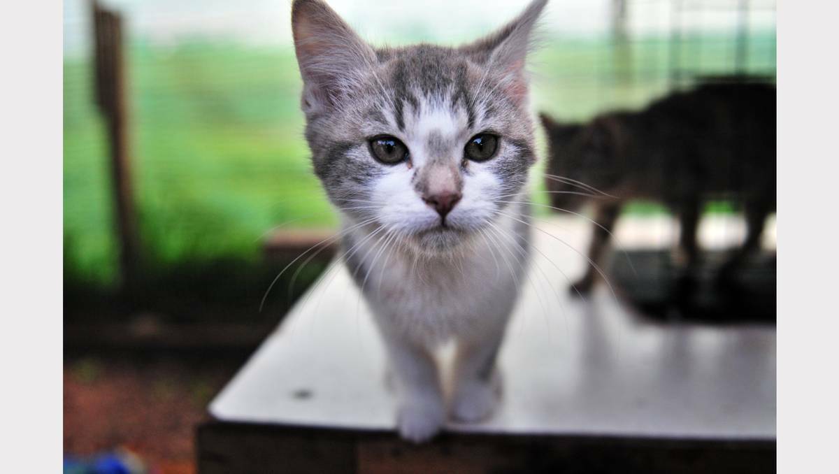 Cats for adoption at Rachel Beech's Just Cats Tasmania. Picture: Phillip Biggs.