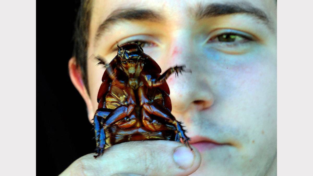 Reptile (and insect) handler Jack Male with a giant cockroach. Picture: Jeremy Bannister