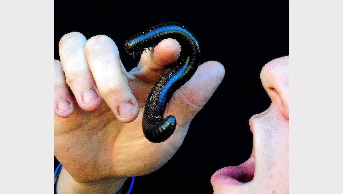 Reptile (and insect) handler Jack Male with a giant millipede. Picture: Jeremy Bannister