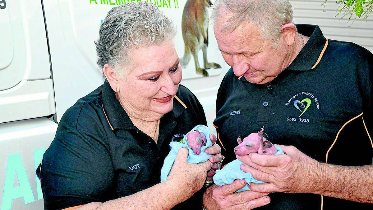 Dot Terry-Bos and her husband Reini with two joeys found recently. Photo: Mandurah Mail.