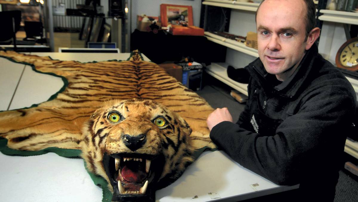 Neil O'Brien with the Bengal tiger skin Armitage Auctions has for auction. Picture: Geoff Robson