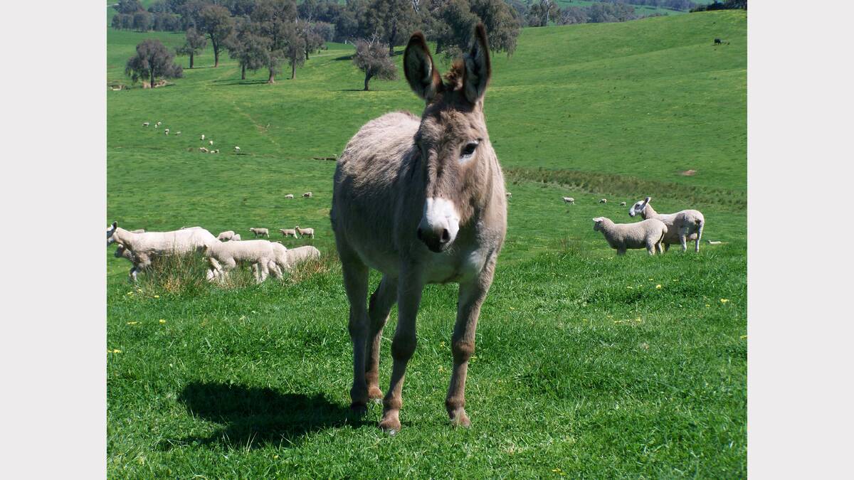 A donkey being used as a guard animal near Holbrook.