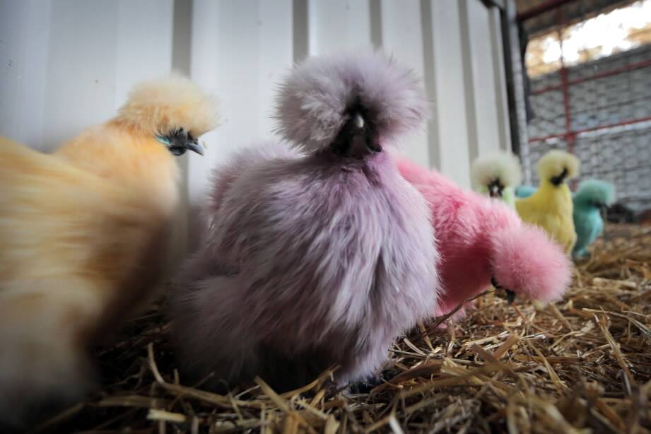 Multi-coloured silkies for the kids.