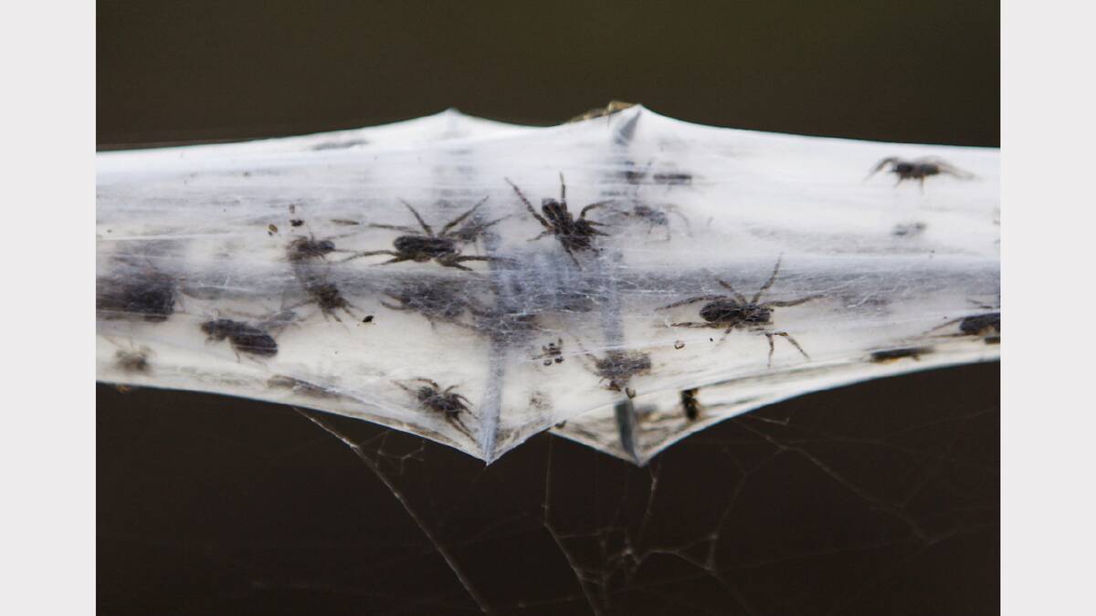 2012 - Wagga Wagga. Thousands of spiders surrounded homes in webs after trying to escape from the floods.