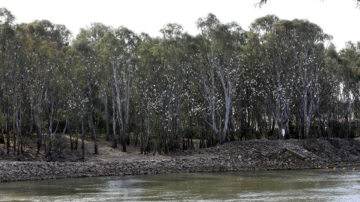 Corellas in trees at Yarrawonga are damaging crops and properties across the region. Pictures: PETER MERKESTEYN