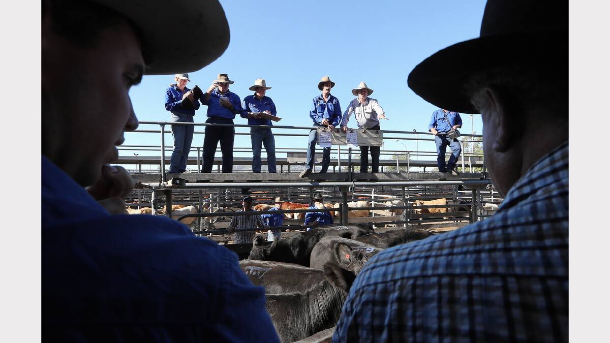 Cattle sales at Wodonga. Picture: JOHN RUSSELL
