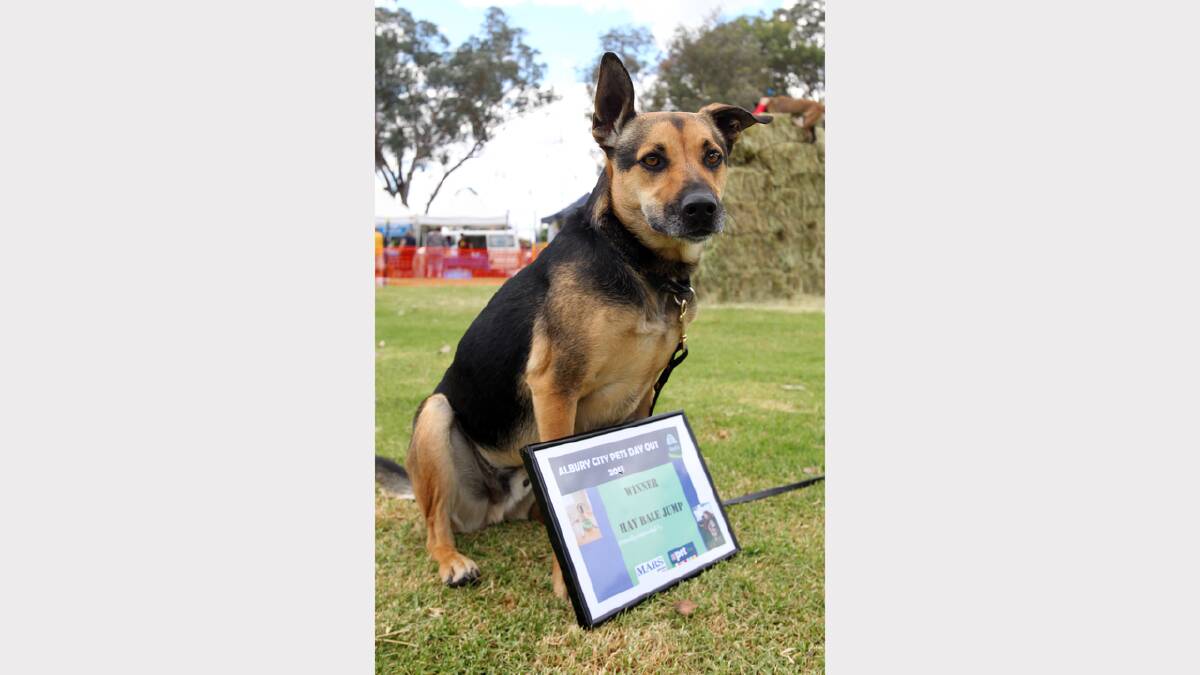 Doc the German Shepherd-Kelpie cross won the Hay Bale Jumping competition after jumping six bales. 