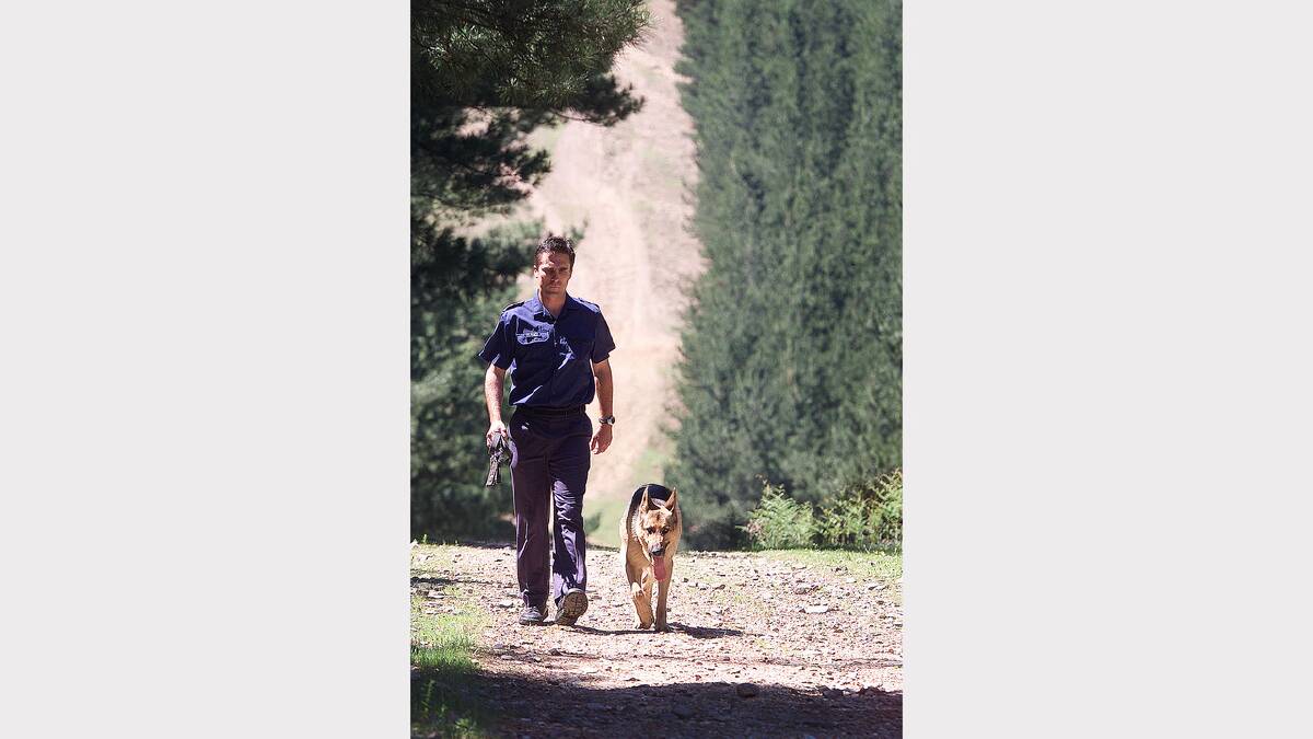 2003 - Police dog squad, and search & rescue, look west of Myrtleford in a pine planation.
