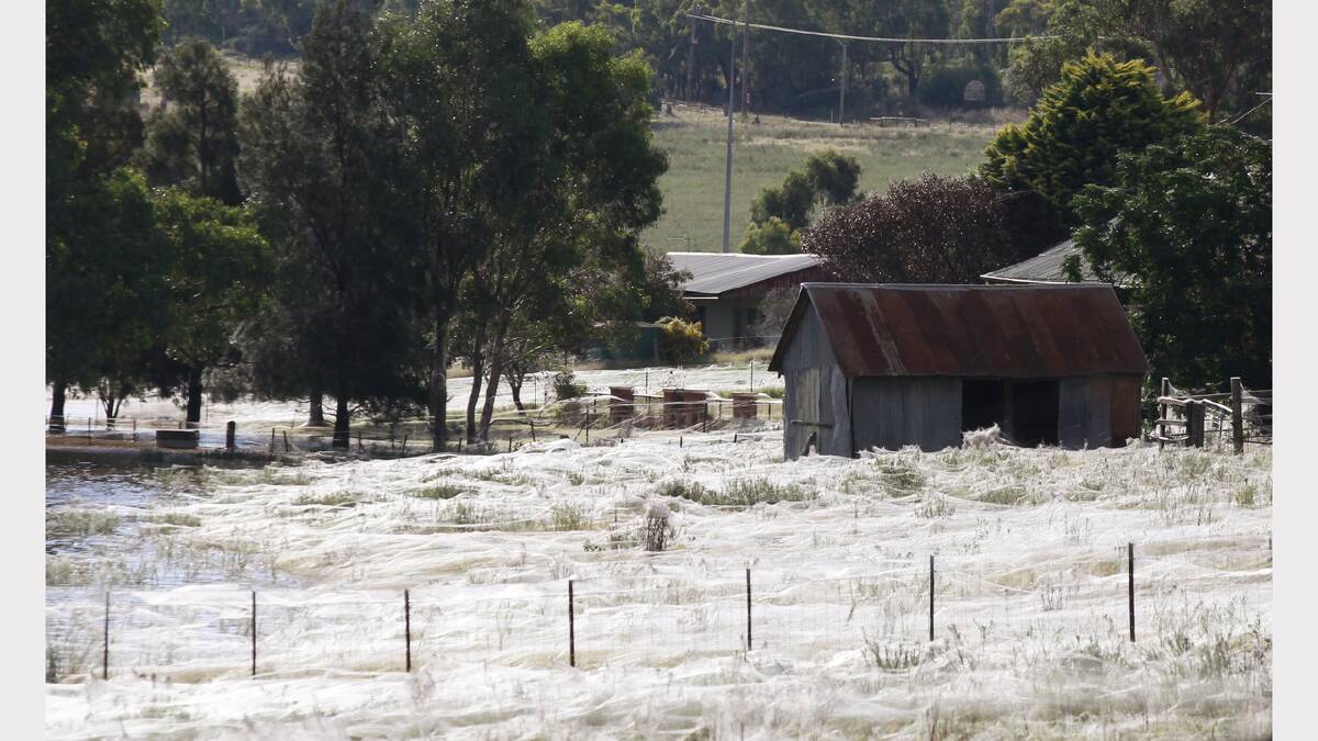 2012 - Wagga Wagga. Thousands of spiders surrounded homes in webs after trying to escape from the floods.