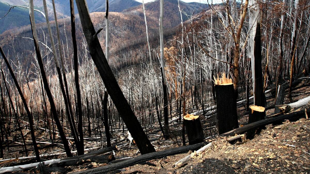 Trees burnt after the fire.