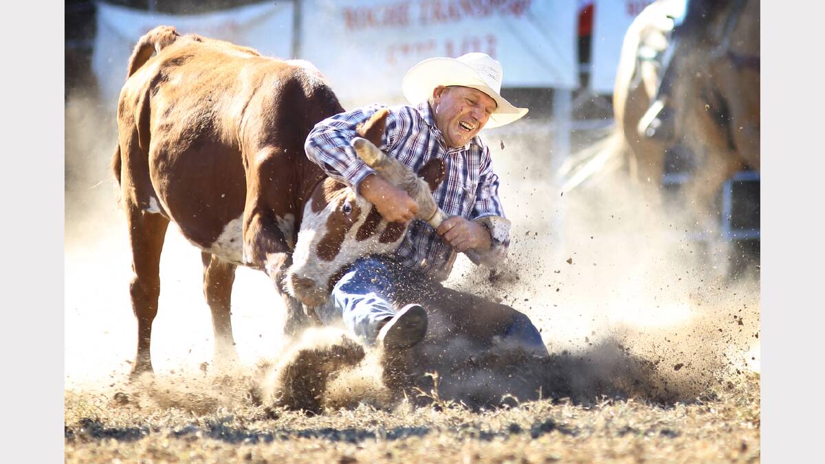 2011 - Ian Collins, of Northern Rivers in NSW, wrestles with a stubborn steer.
