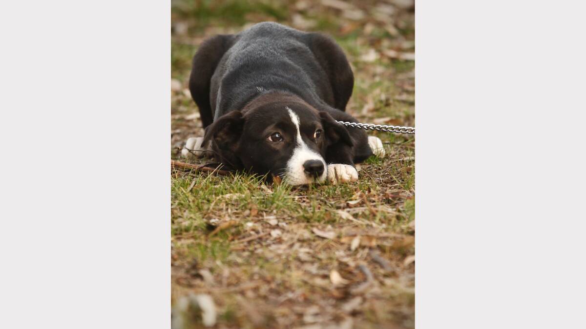   Dog Wander, a 13-week-old border collie cross.