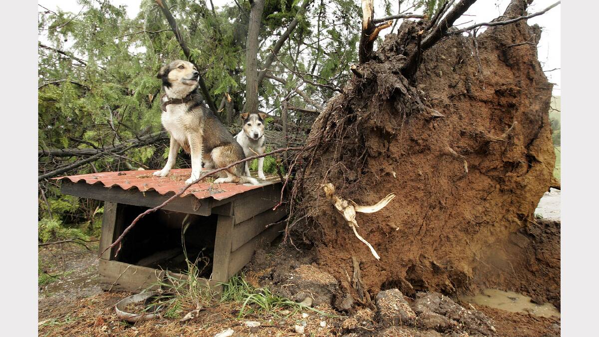 These dogs had a lucky escape when a tree fell by their kennel in Beechworth Road, Leneva. 2005.