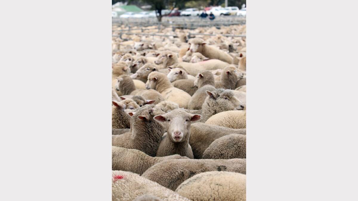 29. Farmers have started a revolt against increased fees at Corowa Sale Yards. Picture: MARK JESSER