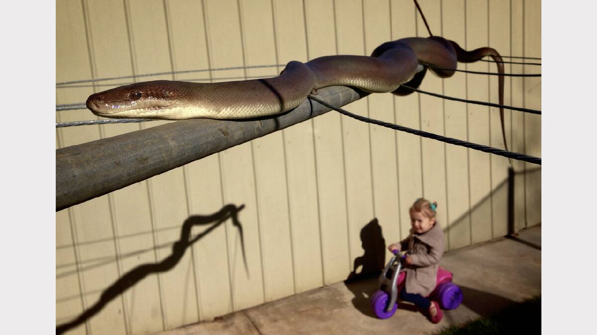 “I’m really blown away by how many people are stopped by this picture,” Eyles says. For this photo he ditched the work camera in favour of his iPhone. An olive python suns itself on the clothesline under the supervision of licensed snake remover and enthusiast Tristan Hamilton while his daughter Aaliah, 2, plays in the background.