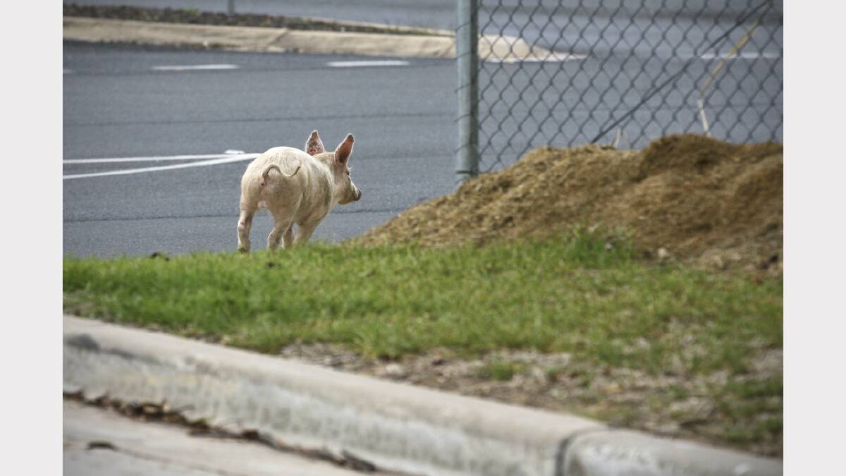 "This picture started out like a bit of an urban legend,” Eyles says. A pig was on the loose in West  Wodonga for about a week but only a couple of people had seen it. “It was just one of those moments you  realise you’re in a really privileged position to be able to chase a pig while waving a camera,” he says. 