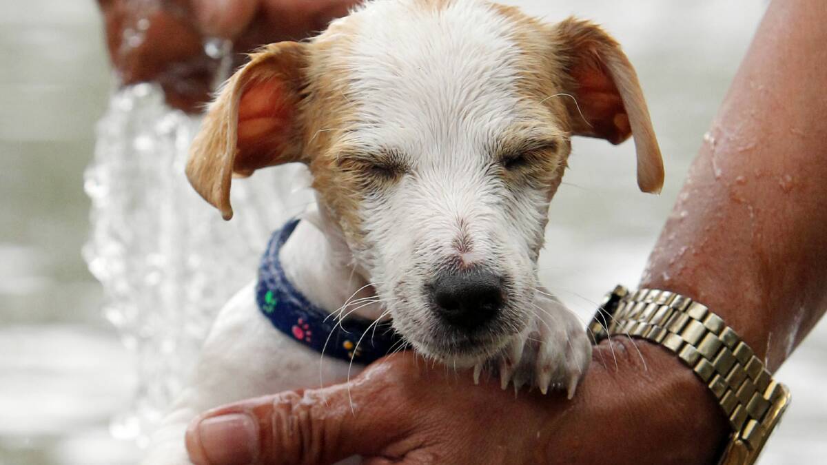 Roy Torre, of Albury, gives his three-month-old Jack Russell puppy Charlie a chance to cool down in the Murray River. Picture: MARK JESSER
