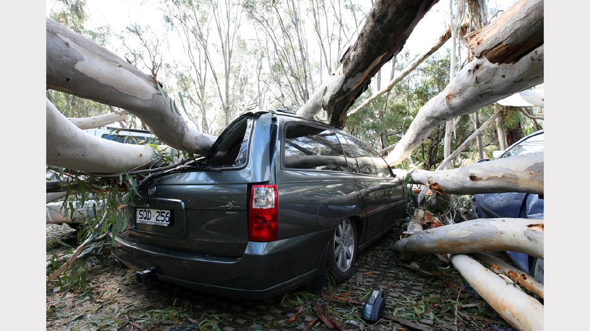 A car smashed by falling tree in Wangaratta.