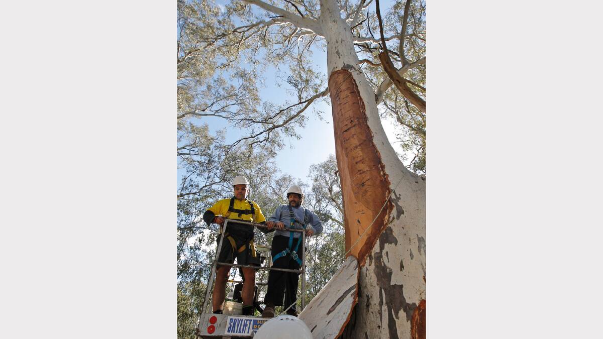 Brendon Kennedy and Curtis Reid with the scar in the tree.