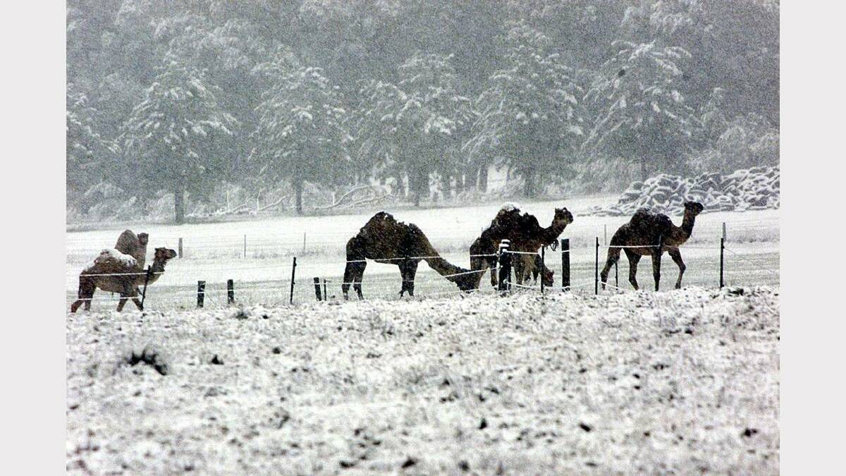 May 2000 - Camels caught in the snow at Wooragee